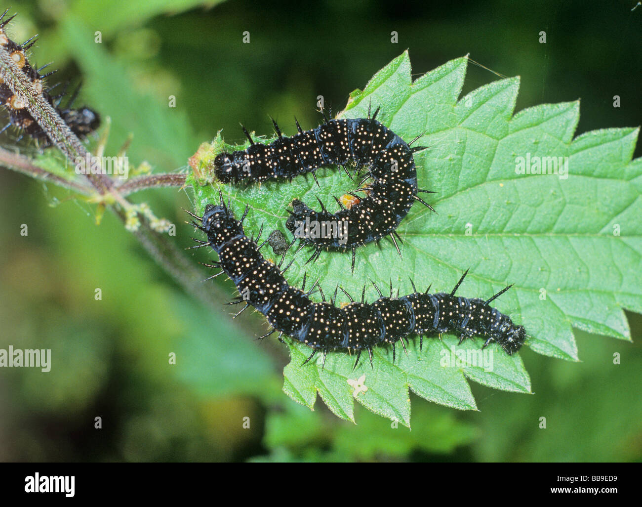 caterpillars of peacock butterfly Inachis io germany Stock Photo Alamy