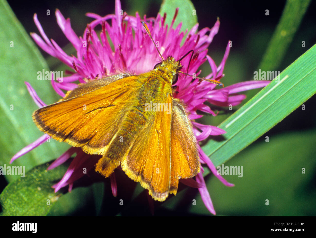 portrait of larger skipper butterfly Ochlodes venatus germany Stock Photo