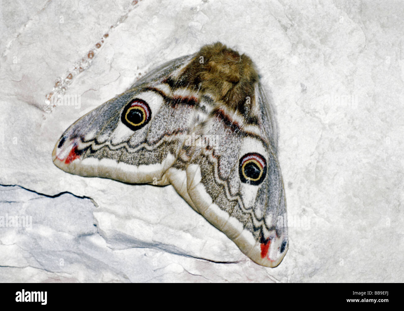 portrait of small emperor moth Saturnia pavonia germany Stock Photo - Alamy