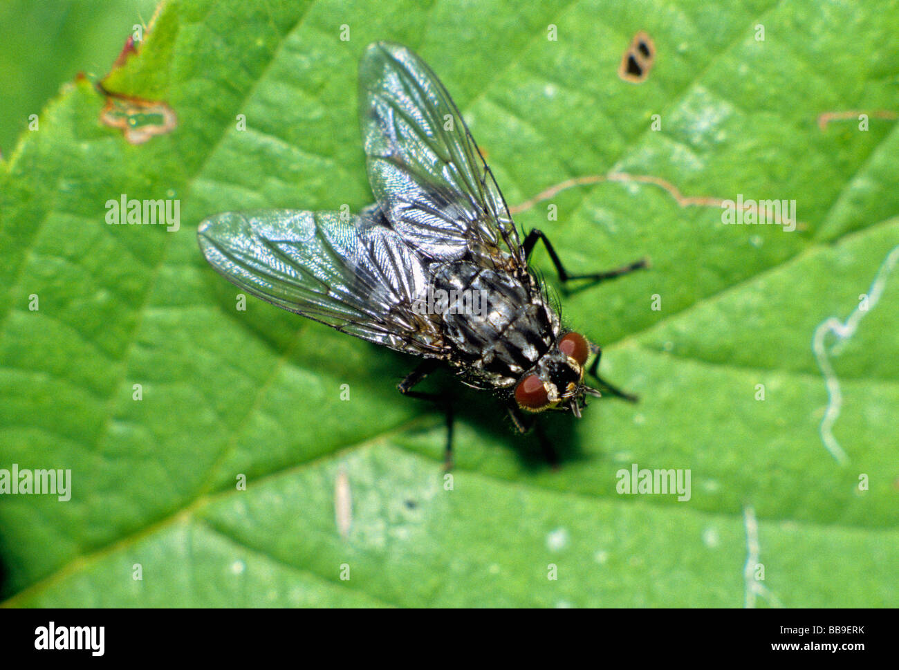 stable fly Polietes lardarius germany Stock Photo