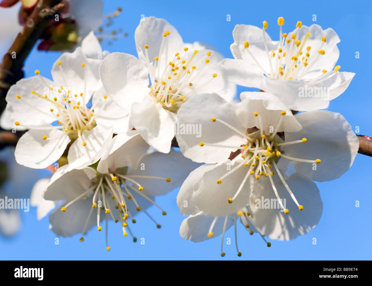 Spring branch alycha cherry hi-res stock photography and images - Alamy