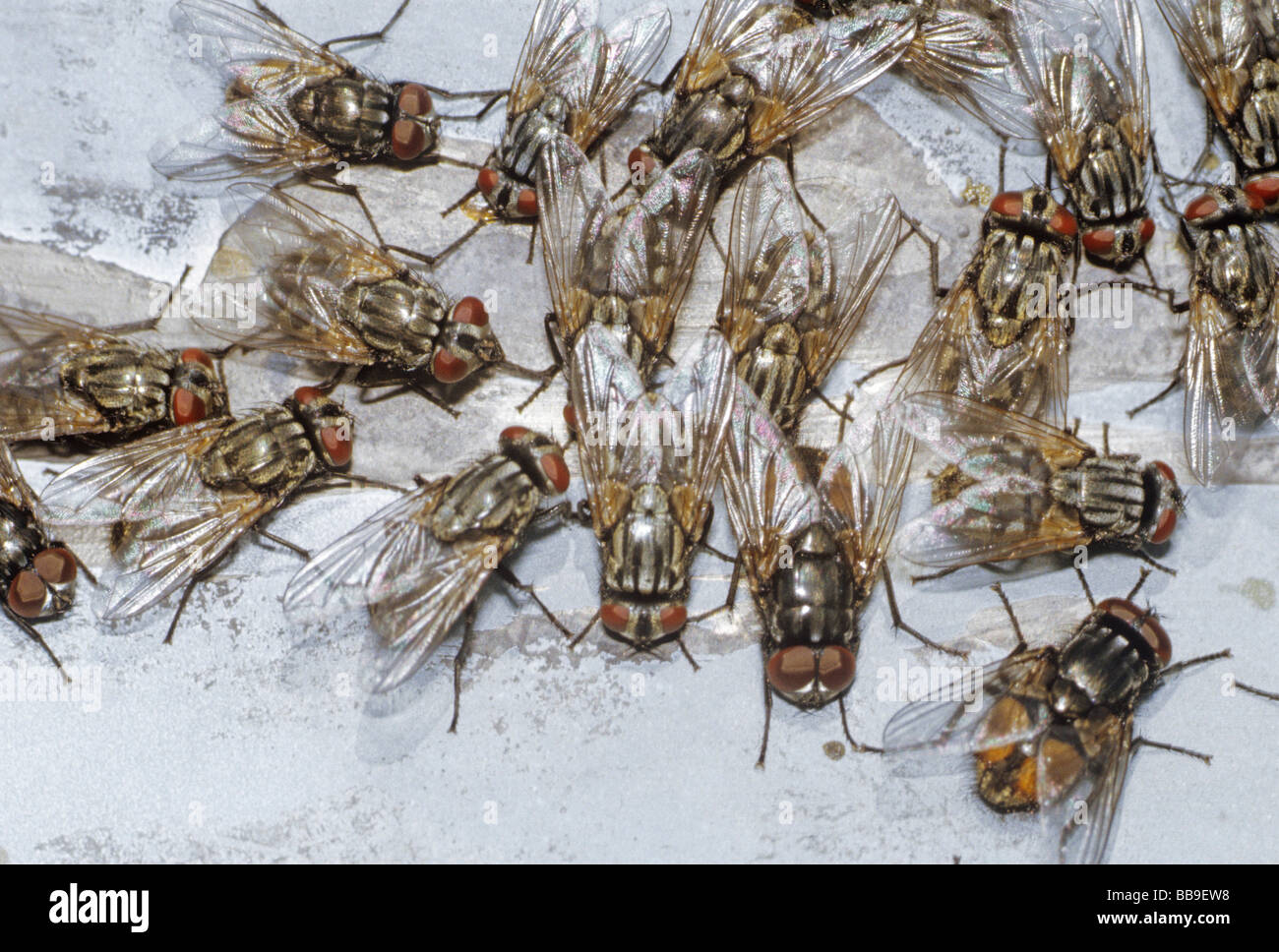 stable flies Polietes lardarius germany Stock Photo