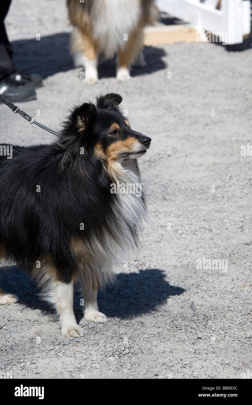 Shetland sheepdog hi-res stock photography and images - Alamy