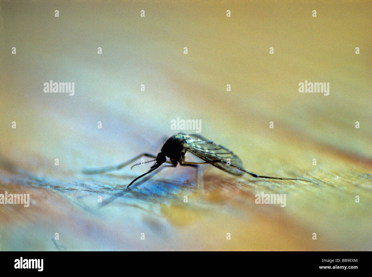 portrait of house mosquito Culex pipiens Stock Photo