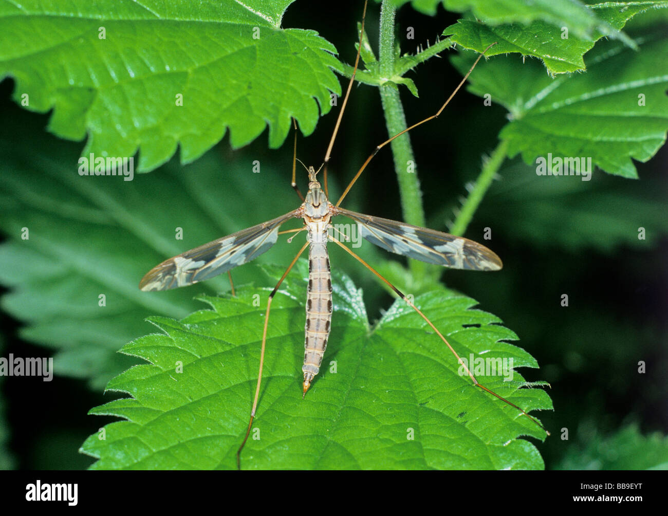 portrait of large crane fly Tipula maxima germany Stock Photo