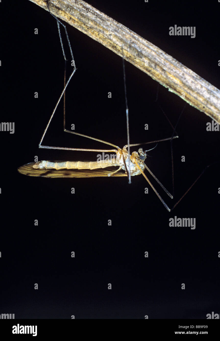 portrait of crane fly Limonia nigropunctata germany Stock Photo