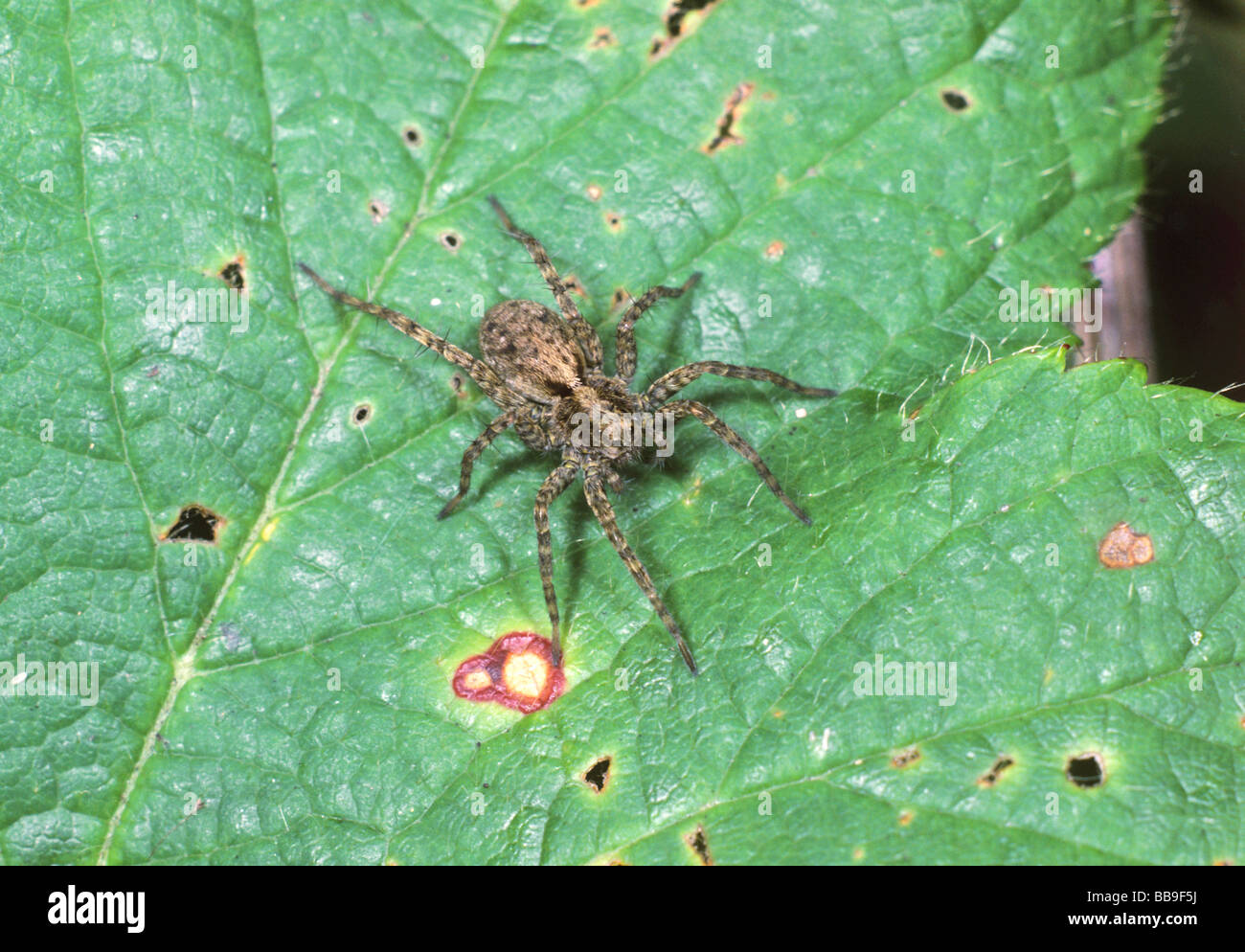 portrait of spotted wolf spider Pardosa amentata germany Stock Photo