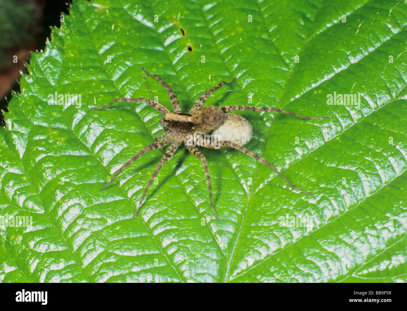 portrait of wolf spider Pardosa lugubris germany Stock Photo