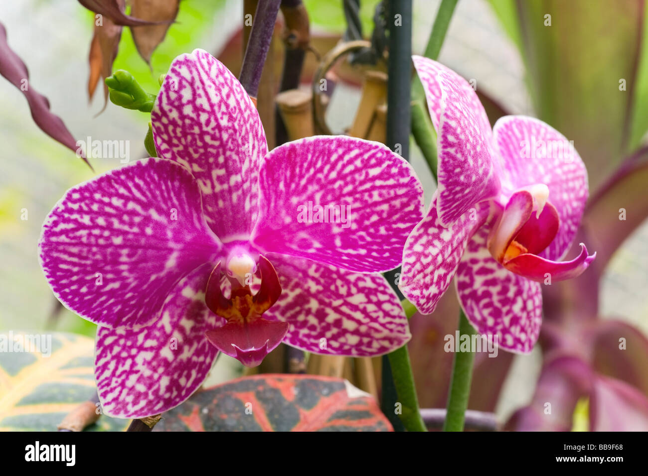 beautiful magenta-white  blotchy orchid flowers cluster (macro) Stock Photo