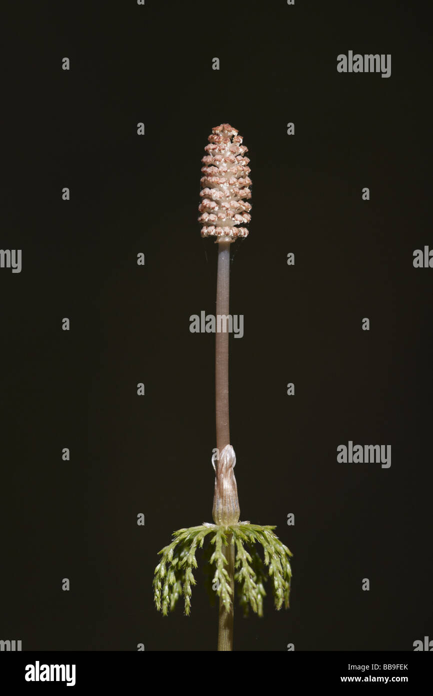 Wood Horsetail, Equsetum sylvaticum in black background Stock Photo