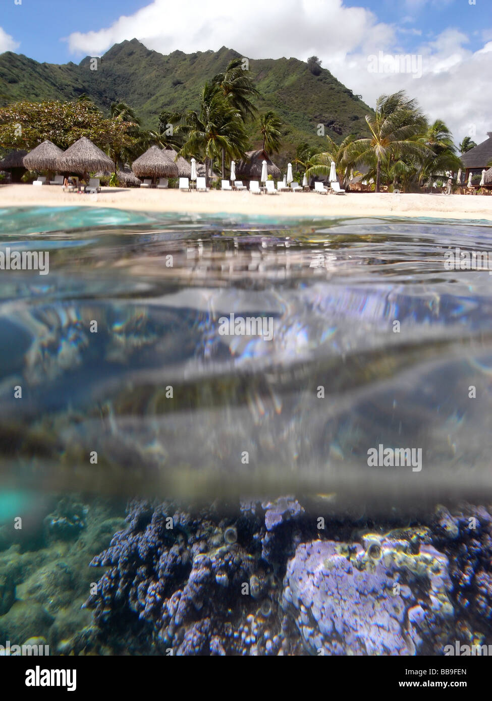 Coral in lagoon off tropical island resort beach, Moorea, Tahiti, French Polynesia Stock Photo