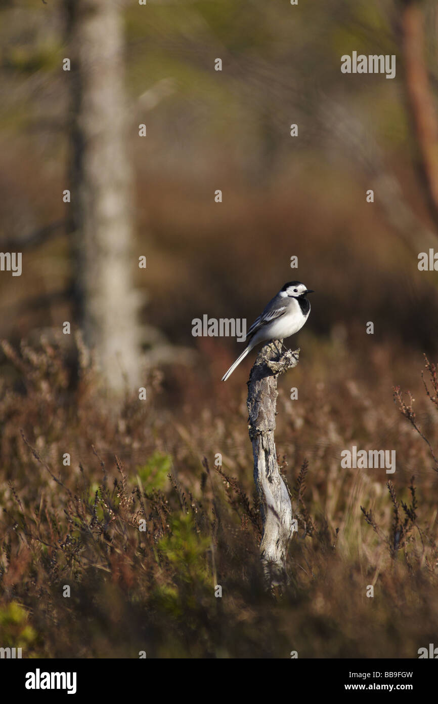 Wagtail in marsh Stock Photo