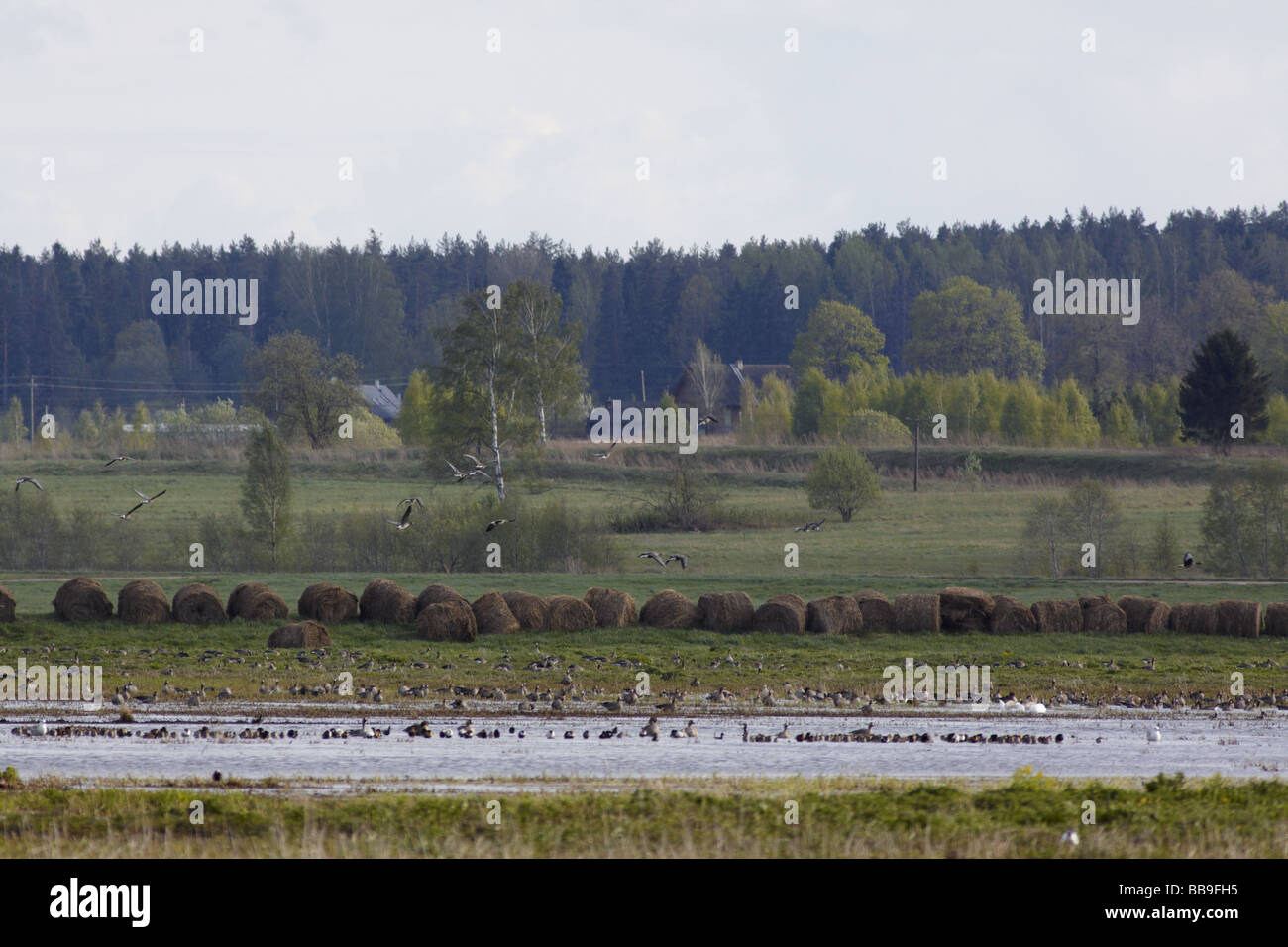 Field with haystack and migrating birds Stock Photo