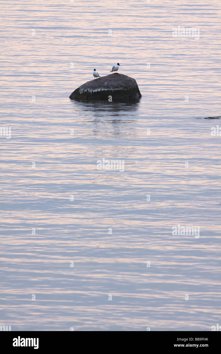 Gulls sitting on a stone in the water Stock Photo
