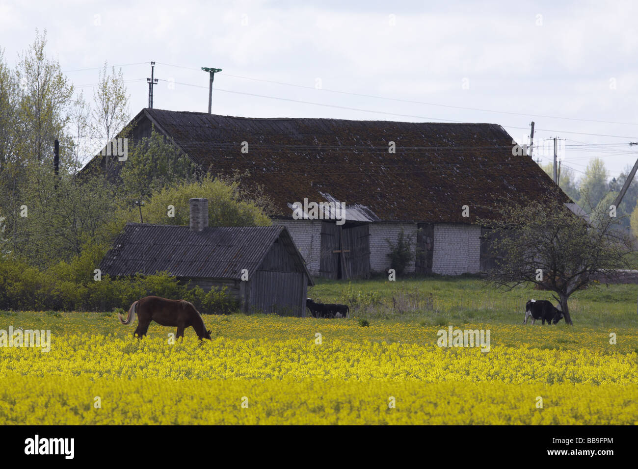 Canola field with horse, cattle and farm building Stock Photo