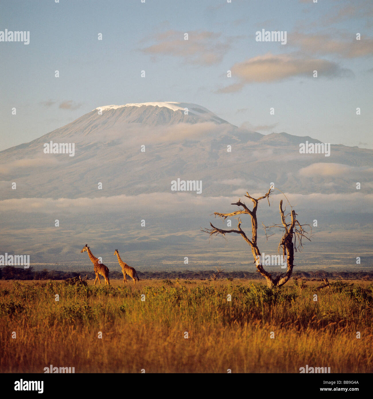 mount kilimanjaro amboseli nationalpark kenya Stock Photo