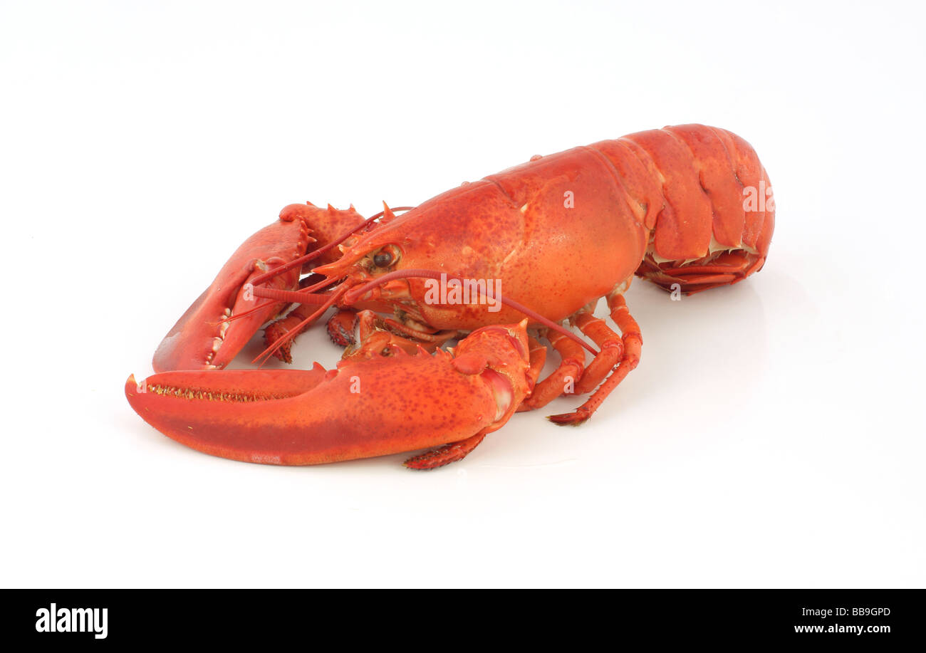Freshly cooked lobster Stock Photo