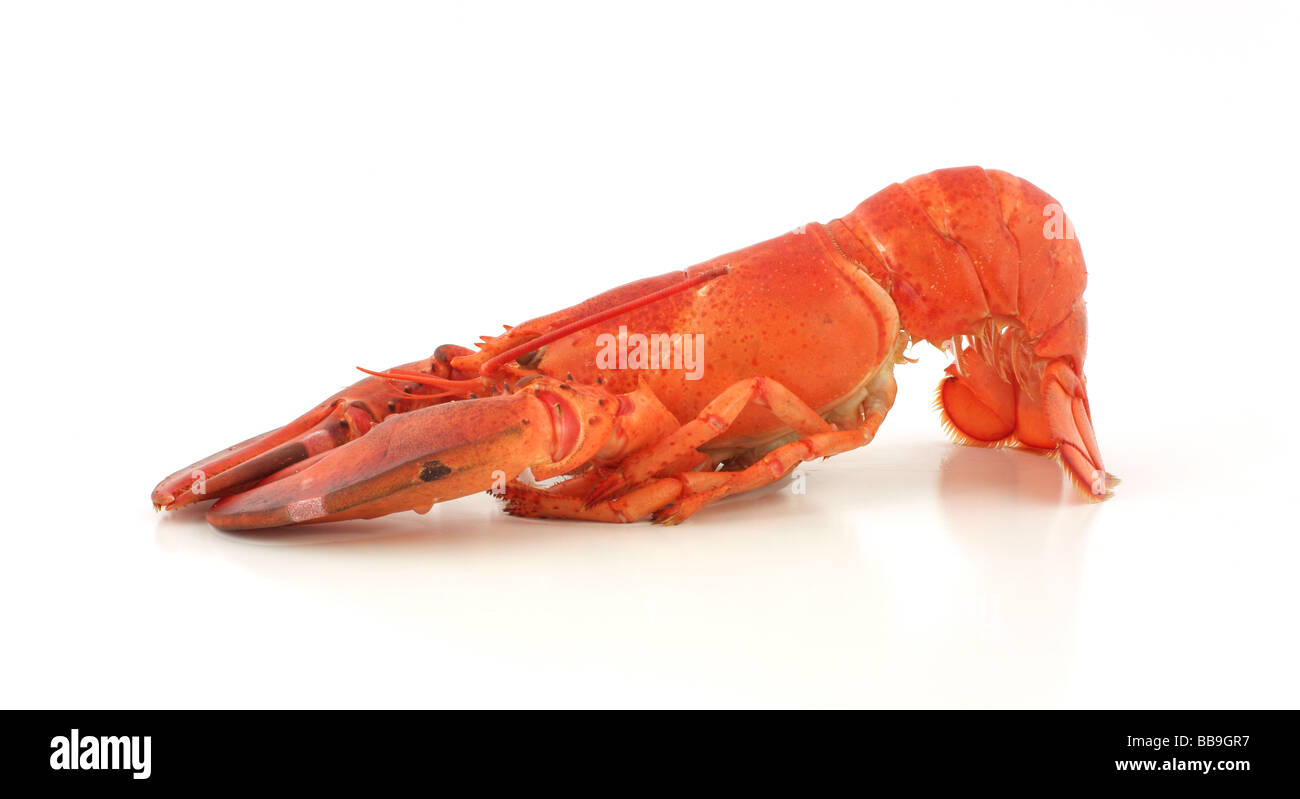 Freshly cooked lobster Stock Photo