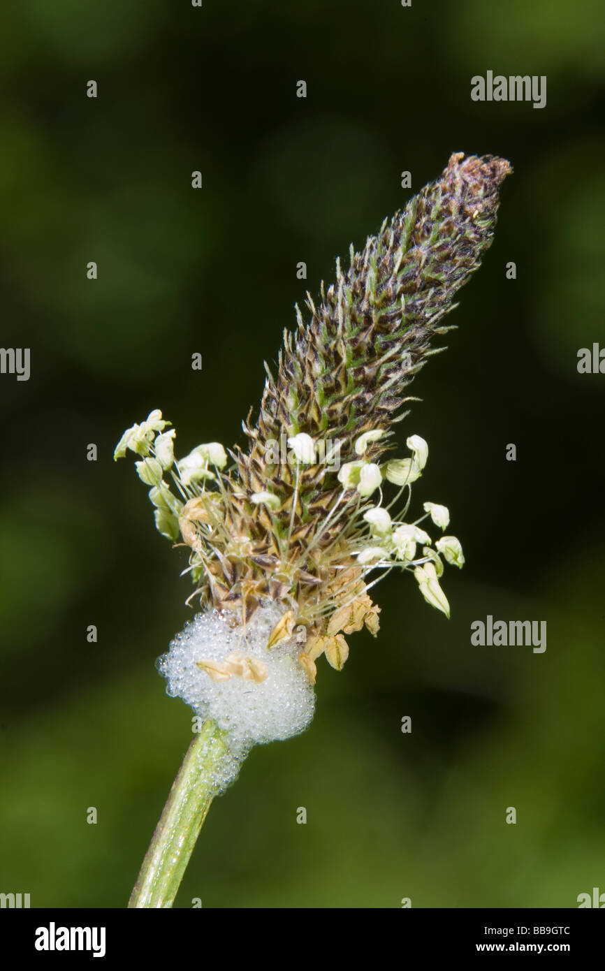 Hoary Plantain Plantago media with Cuckoo Spit below the flower head Kent UK spring Stock Photo