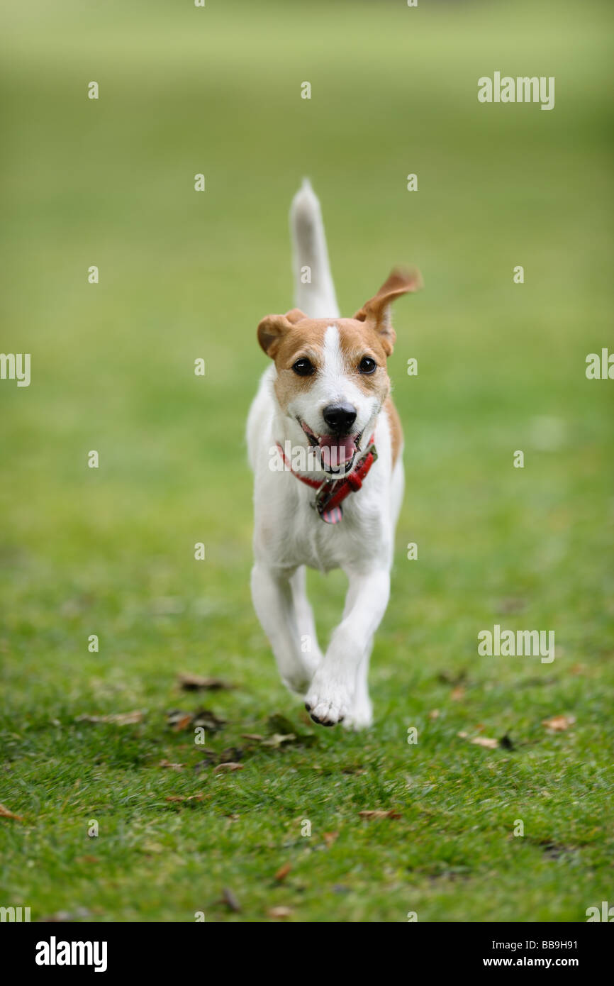Parson Jack Russell running towards camera tail in the air Stock Photo