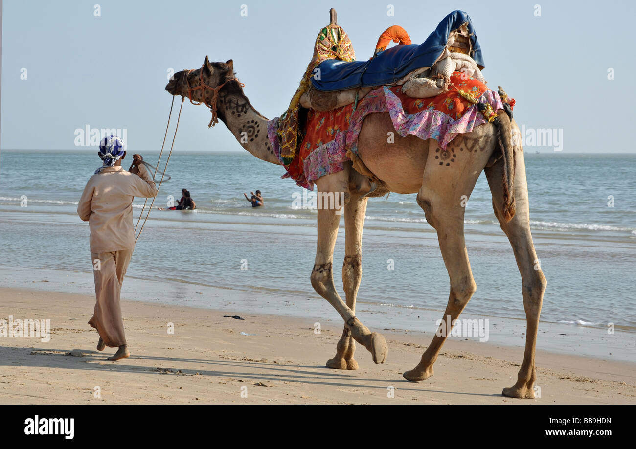 A camel on Mandvi Beach Stock Photo