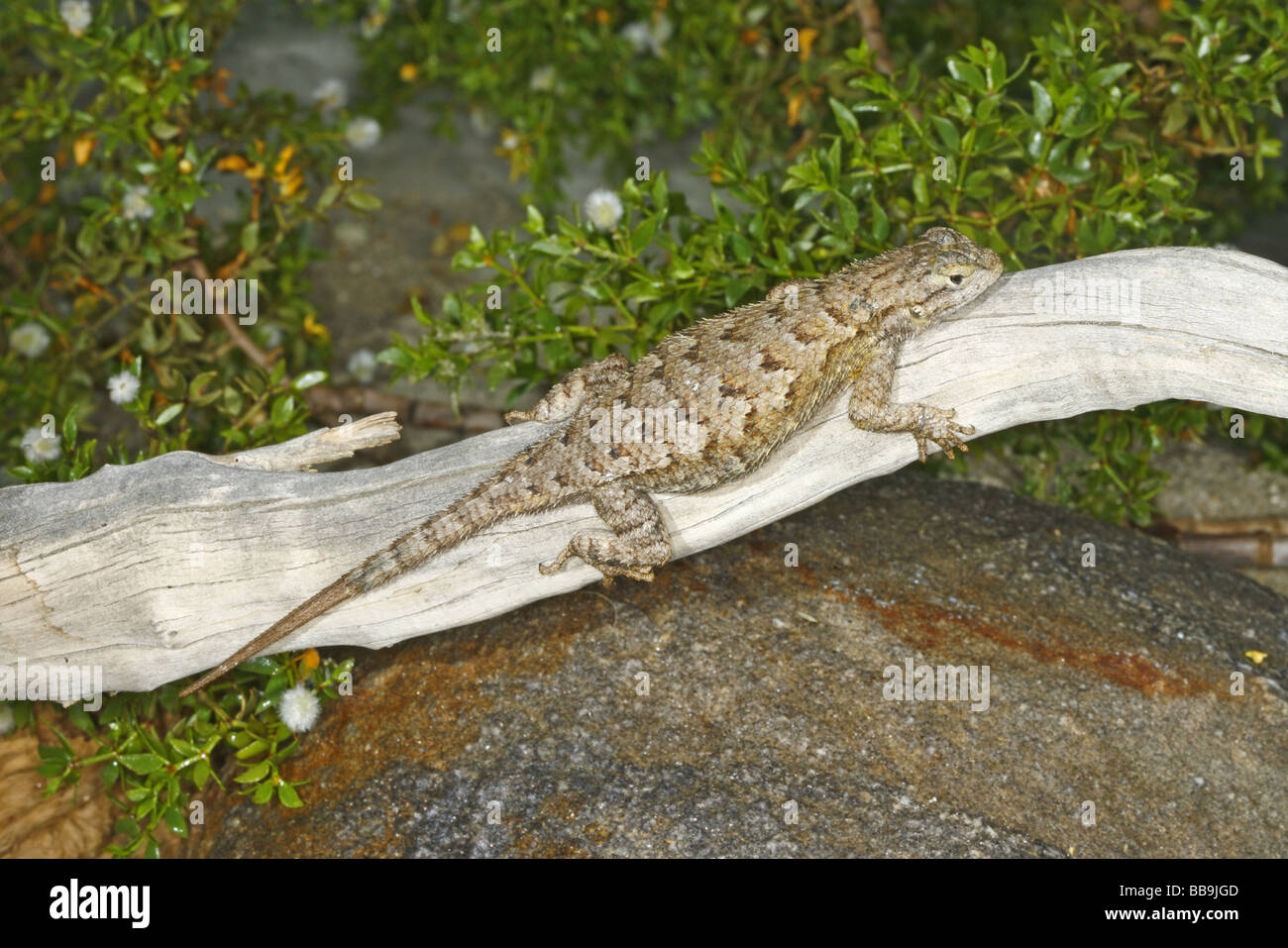 Western Fence Lizard Stock Photo