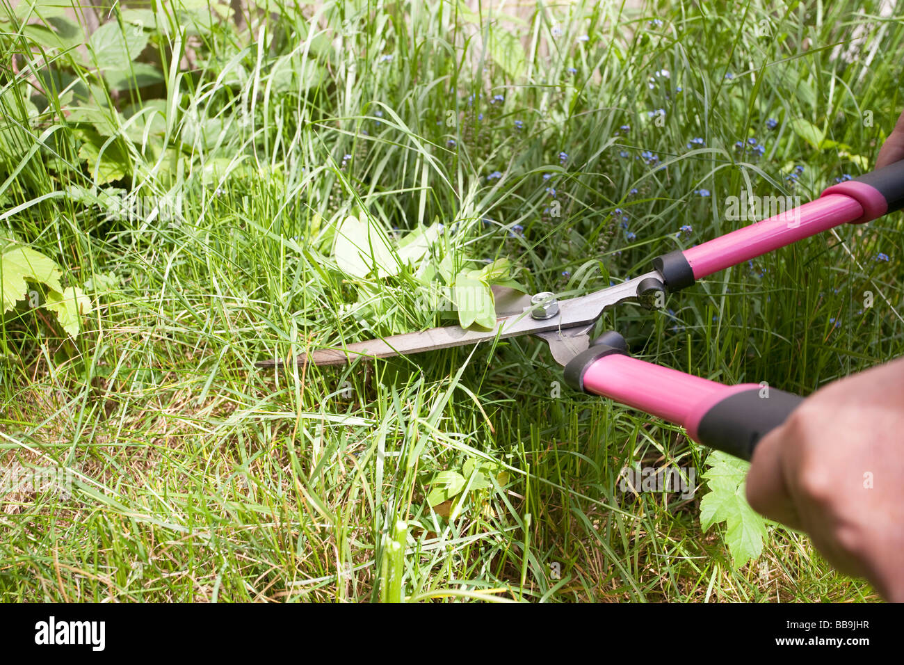 cutting long weeds in the garden with pink handled shears Stock Photo