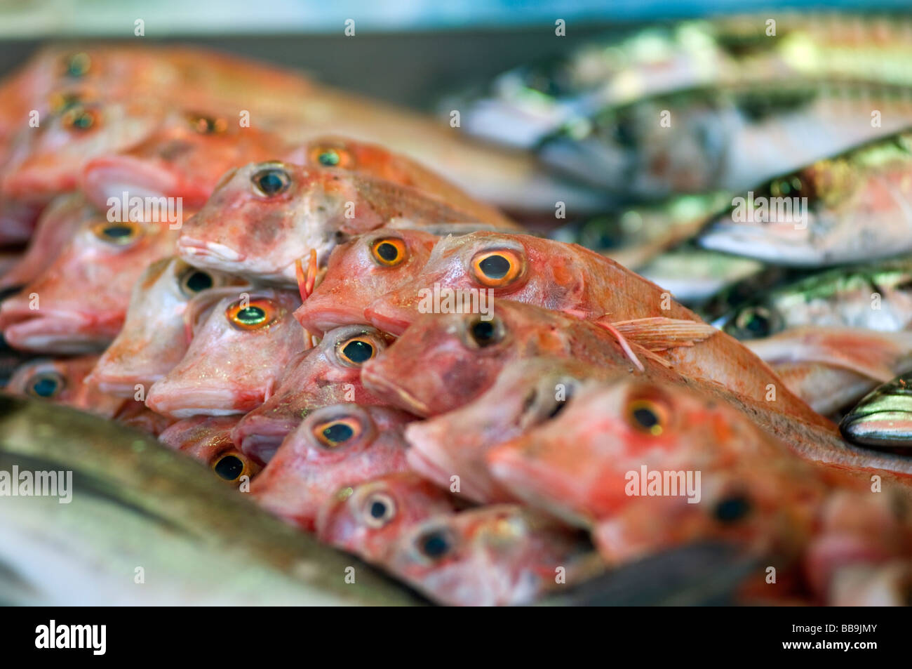 Fish for sale on a market stall in the Netherlands Stock Photo Alamy