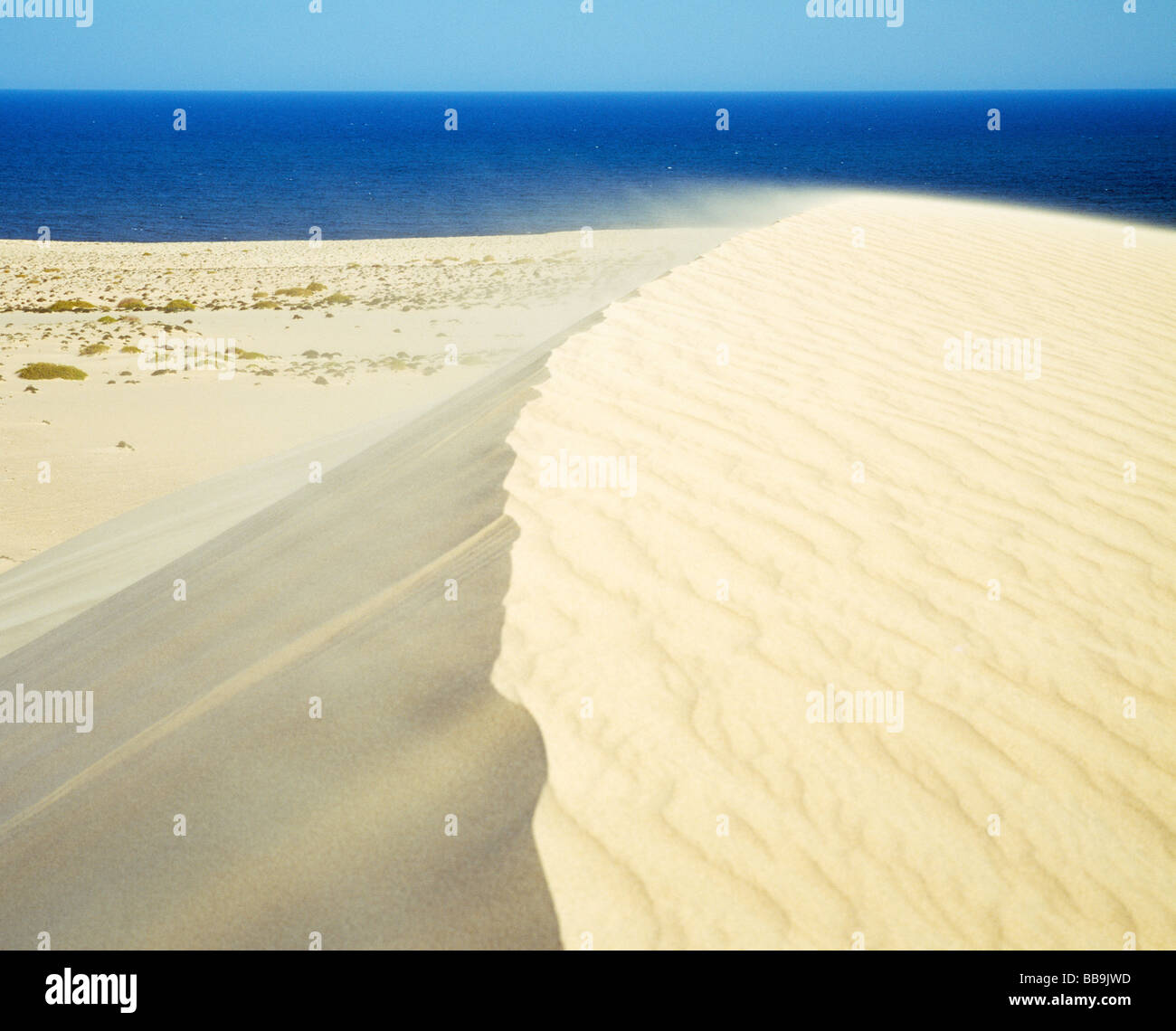 high windy sand dune in the Wahiba Sharquiya Sands Hohe Sanddüne mit einzelnem grünen Busch im Vordergrund Stock Photo