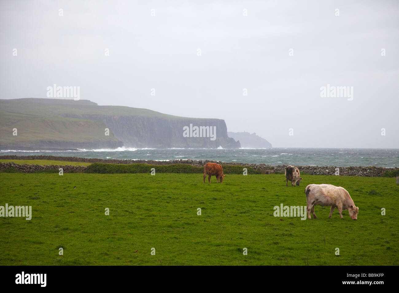 Cows grazing in meadows near the Cliffs of Moher County Clare Eire Ireland Irish Republic Europe EU Stock Photo