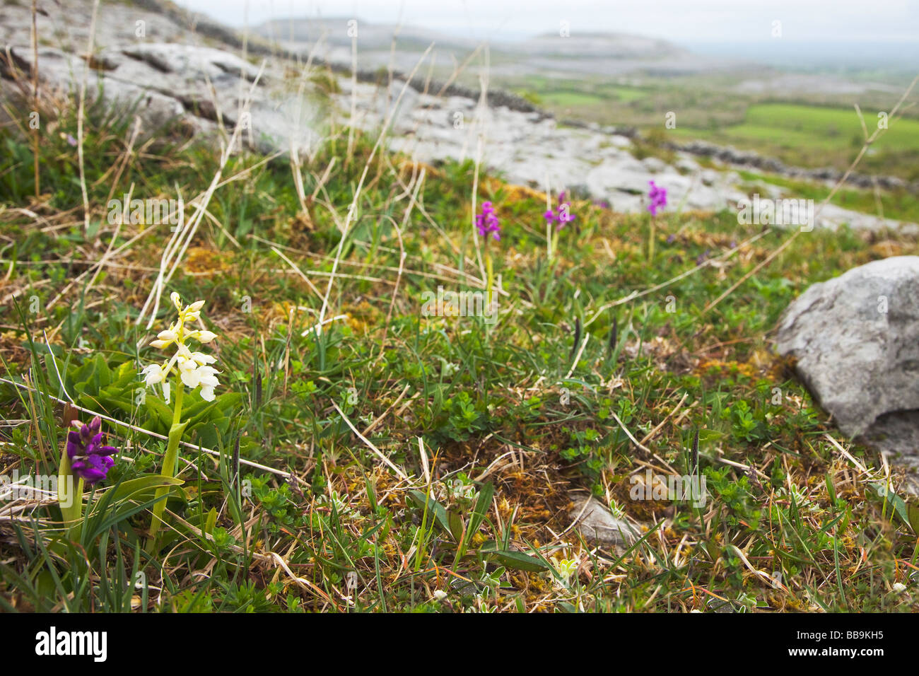 Early purple Orchids Orchis mascula orchid growing in limestone of Burren County Clare Ireland Eire Irish Republic Europe EU Stock Photo