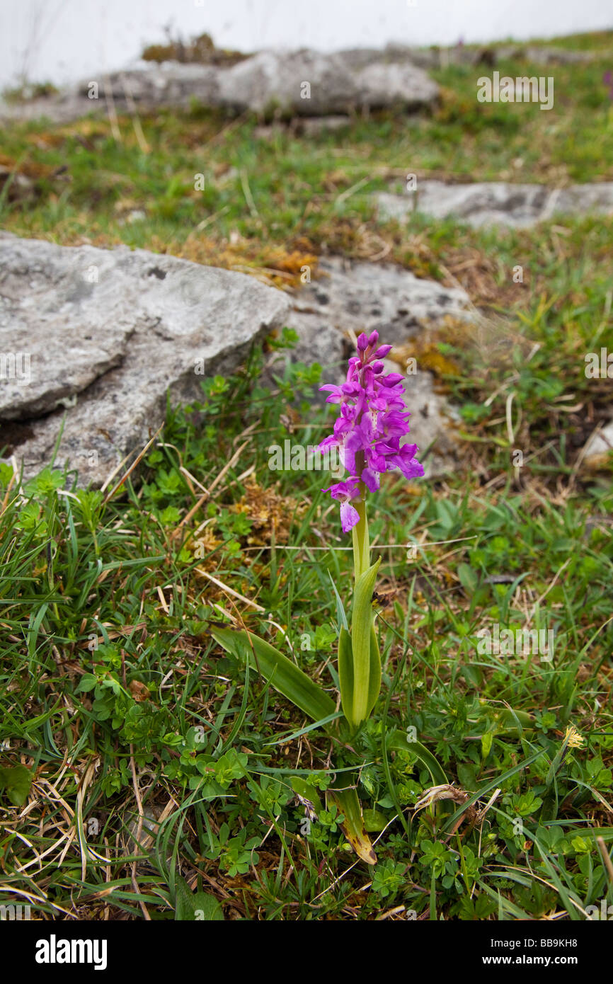 Early purple Orchid Orchis mascula growing in limestone of Burren County Clare Ireland Eire Irish Republic Europe EU Stock Photo
