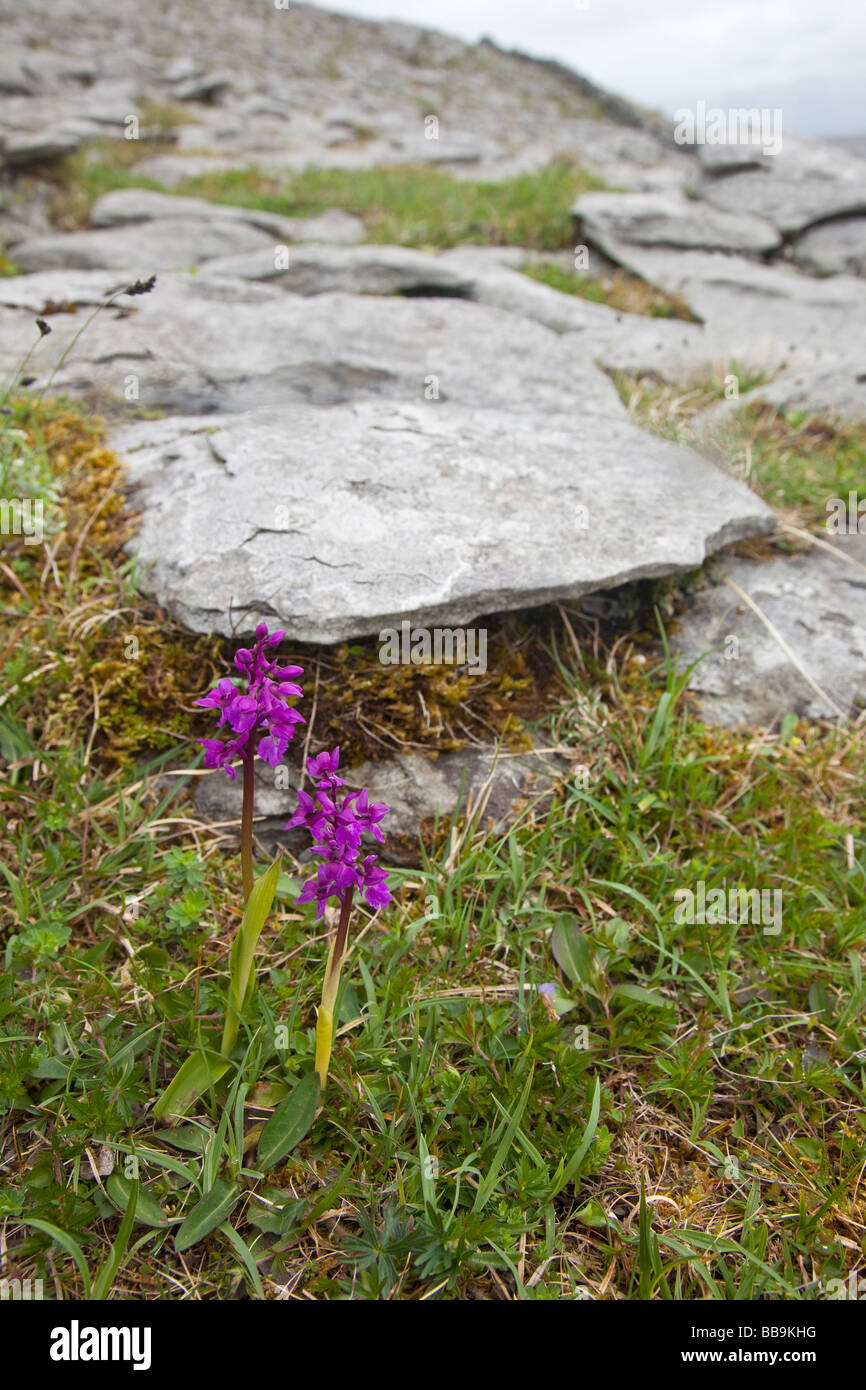 Early Purple Orchids Orchis mascula growing in limestone pavements of the Burren County Clare Ireland Eire Irish Republic Europe Stock Photo