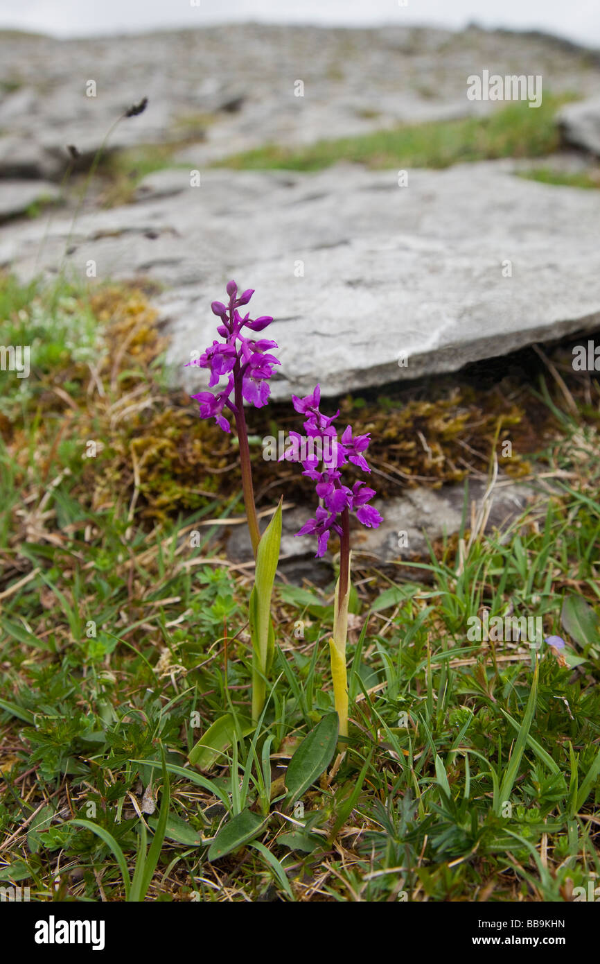 Early purple Orchids Orchis mascula growing in limestone of Burren County Clare Ireland Eire Irish Republic Europe EU Stock Photo