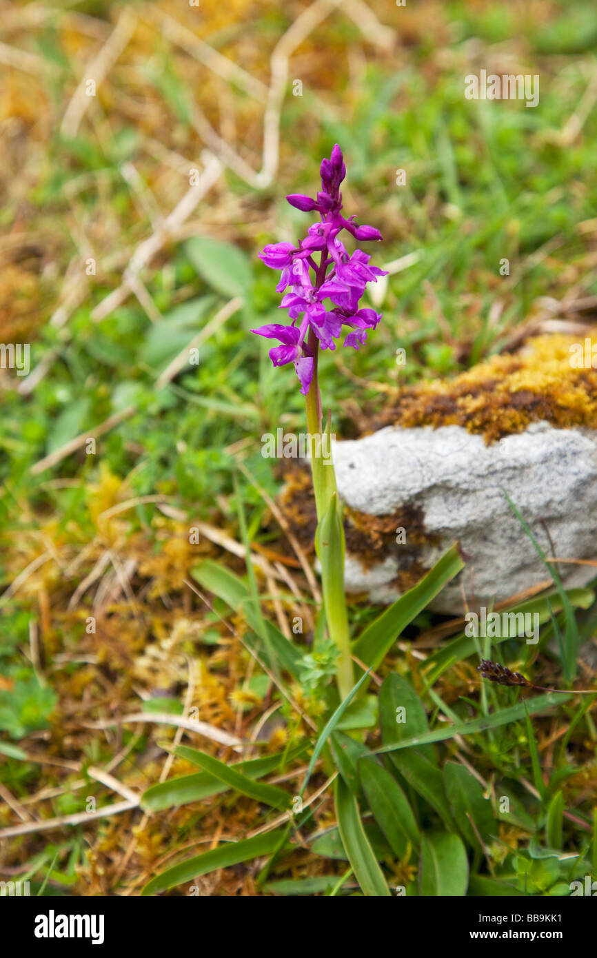 Early purple Orchid Orchis mascula growing in limestone of Burren County Clare Ireland Eire Irish Republic Europe EU Stock Photo