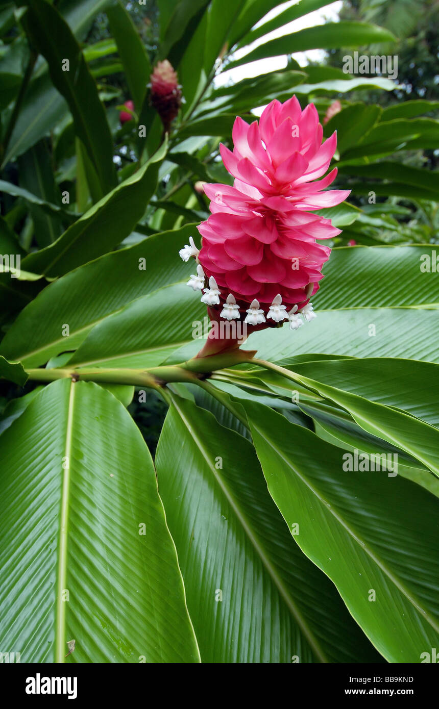 Tiny white flowers and bright red inflorescence of Alpinia purpurea, a tropical ginger plant popular in gardens worldwide Stock Photo