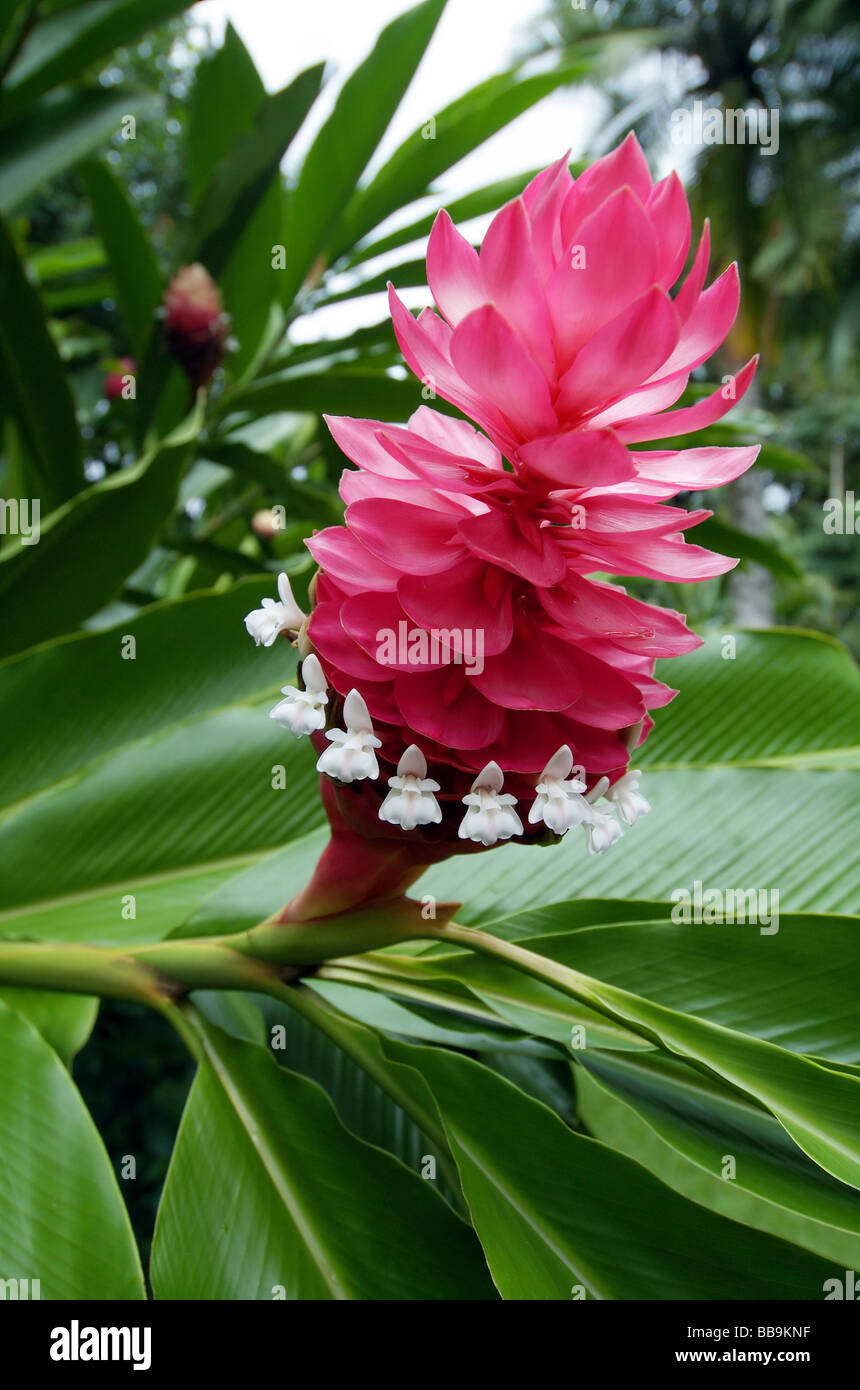 Tiny white flowers and bright red inflorescence of Alpinia purpurea, a tropical ginger plant popular in gardens worldwide Stock Photo