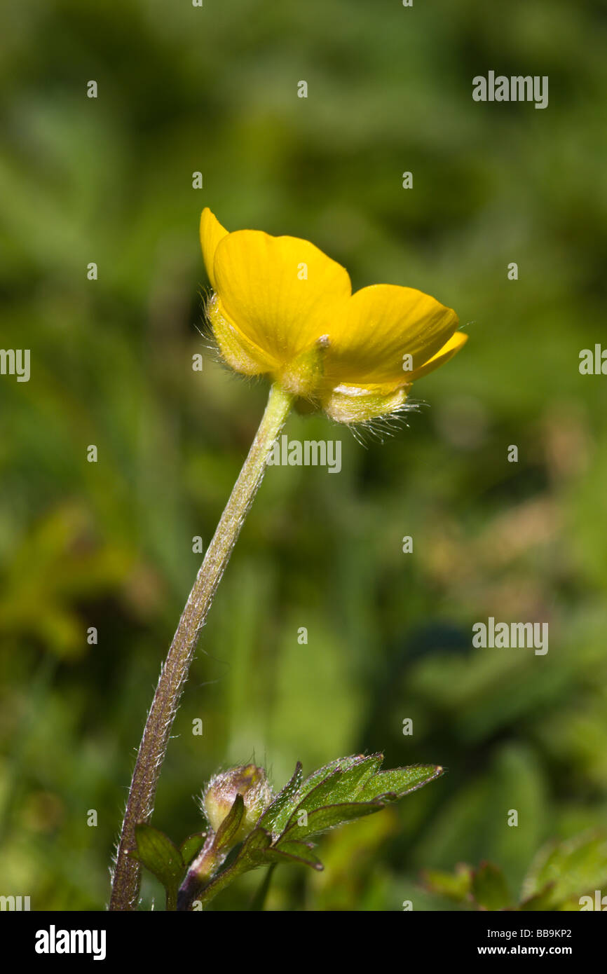 Creeping buttercup weeds hires stock photography and images Alamy