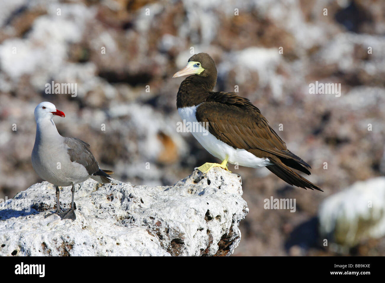 Animal wings hi-res stock photography and images - Alamy