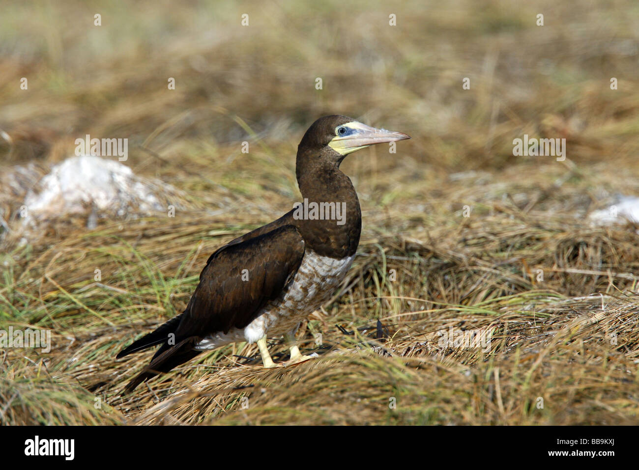 Animal wings hi-res stock photography and images - Alamy