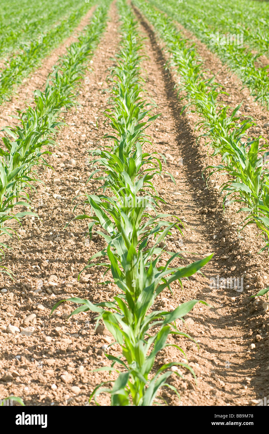 field cultivated with corn Stock Photo