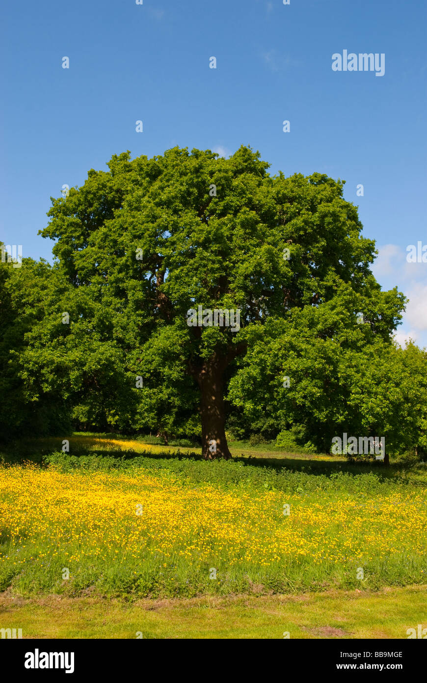 Oak tree in spring hi-res stock photography and images - Alamy