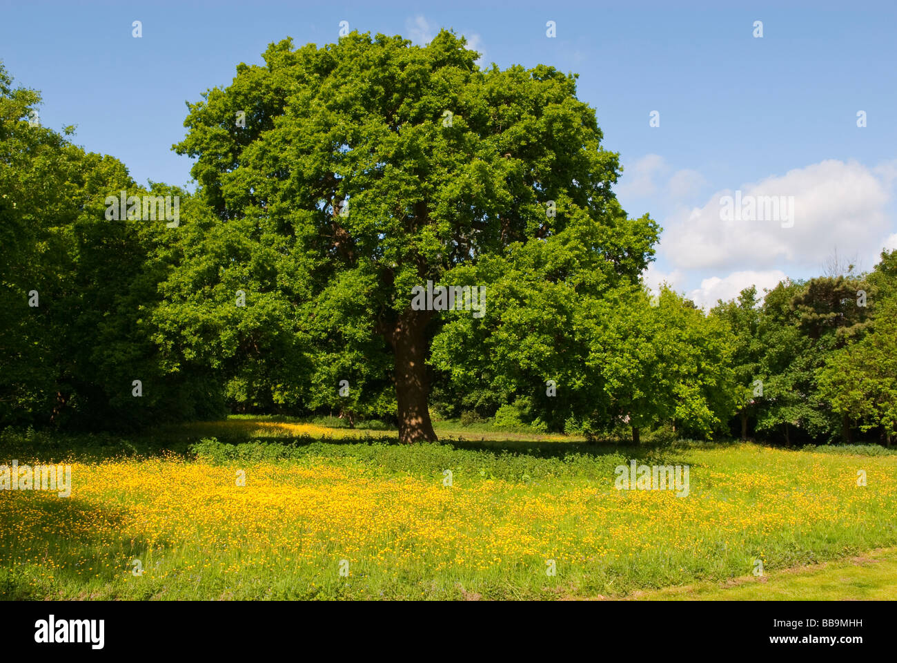 An oak tree in spring in a meadow full of buttercups and a blue sky background Stock Photo
