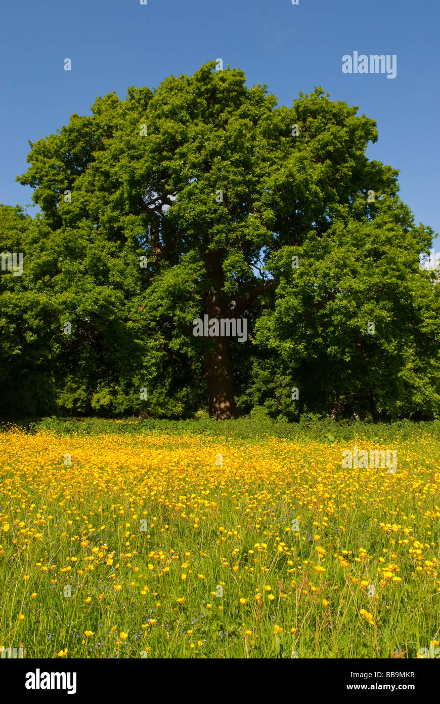 Oak tree in spring hi-res stock photography and images - Alamy