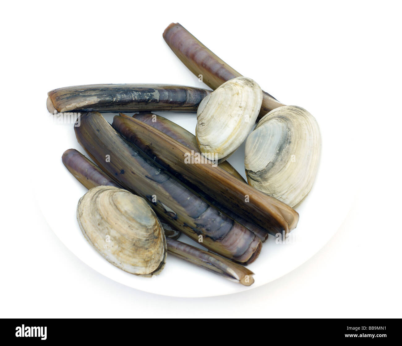 Group of assorted clams Stock Photo Alamy