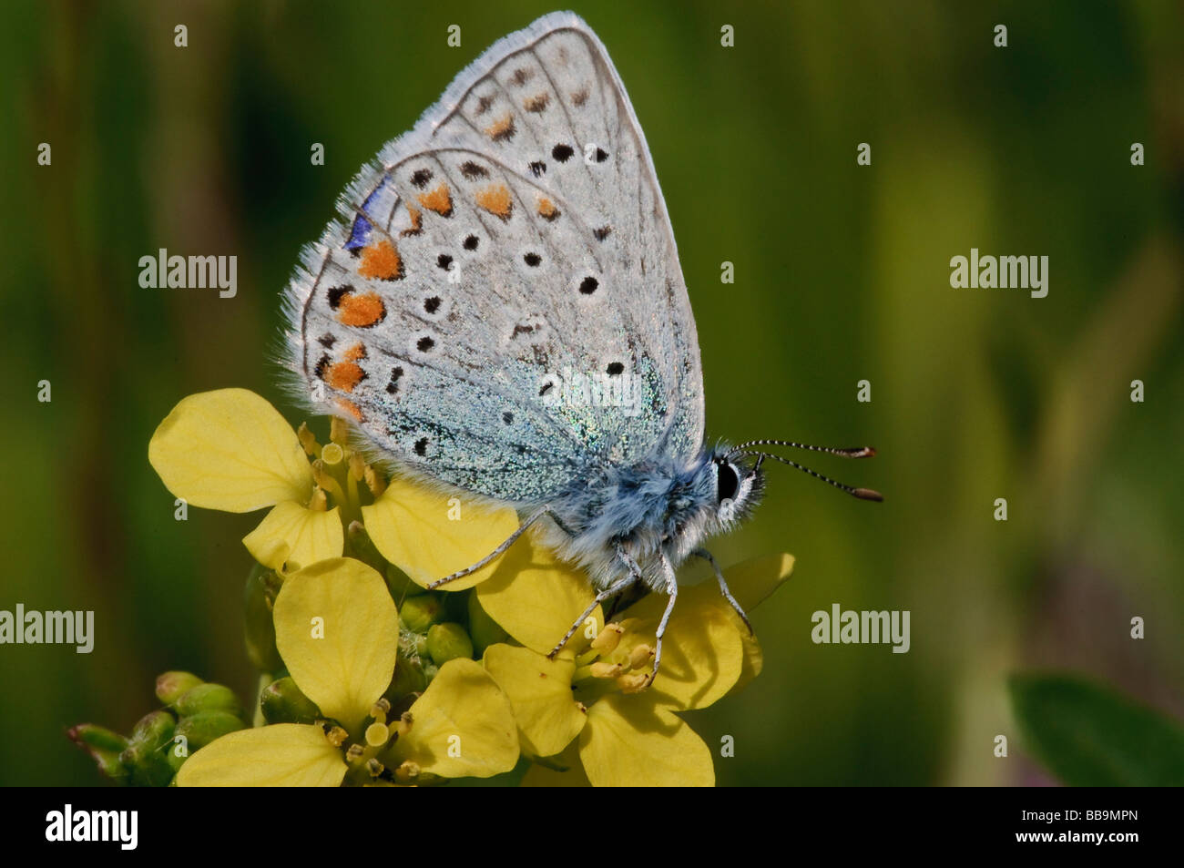 Common Blue Polyommatus icarus Butterfly shot in Israel Golan Heights Spring April 2009 Stock Photo