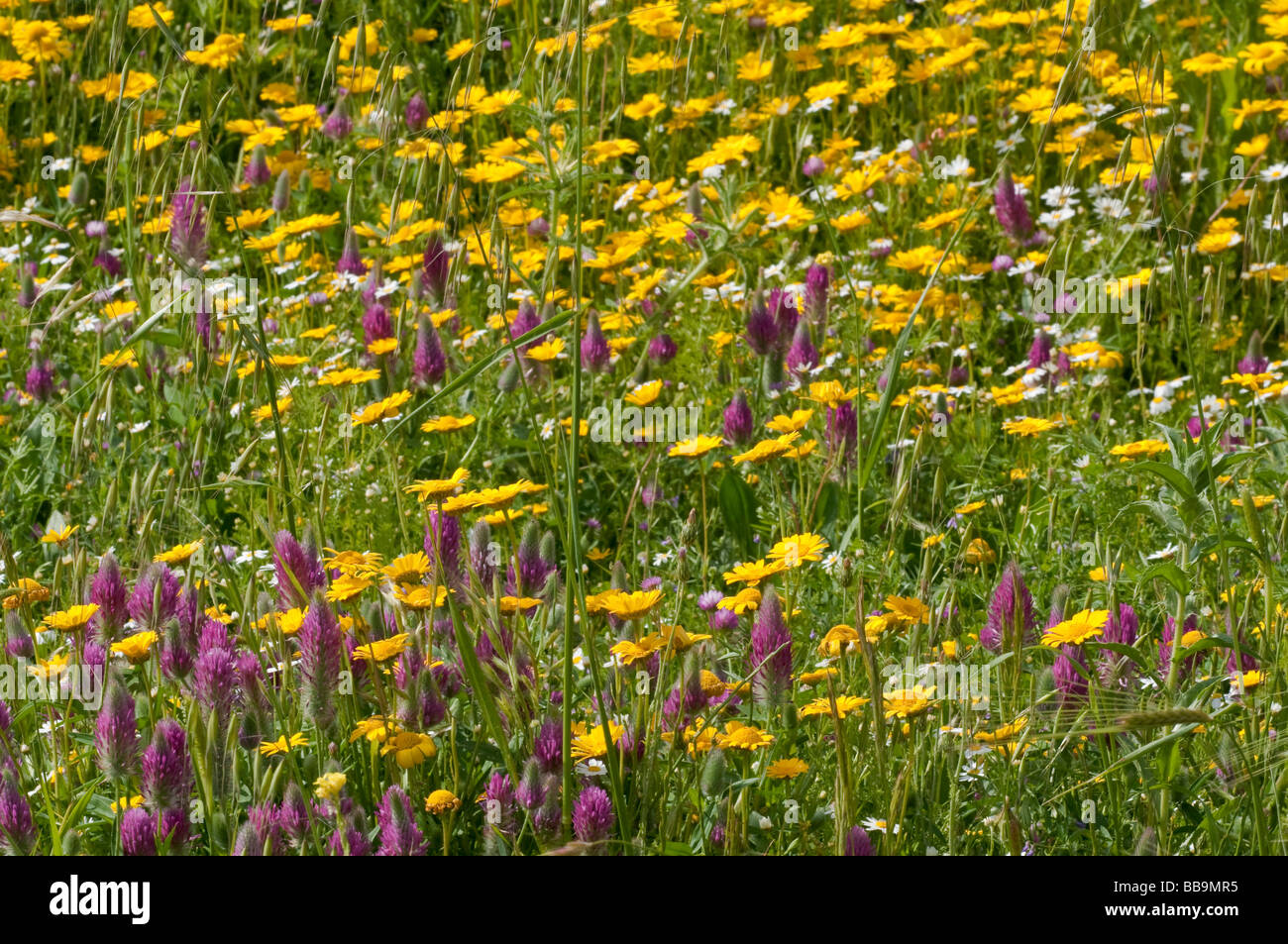 Israel Golan Heights Gamla A field of spring wildflowers April 2009 Stock Photo