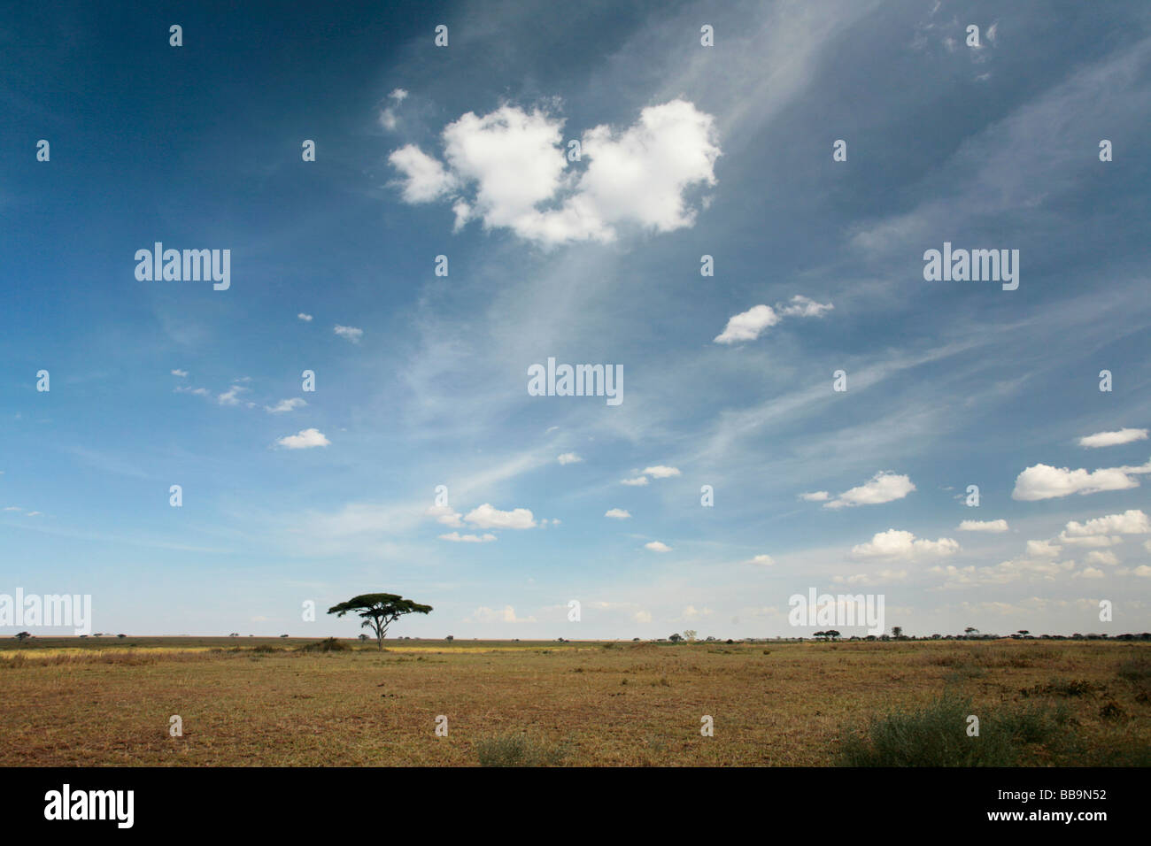 Single Acacia Tree in the Serengeti with a blue a blue sky and a nice cloud Stock Photo