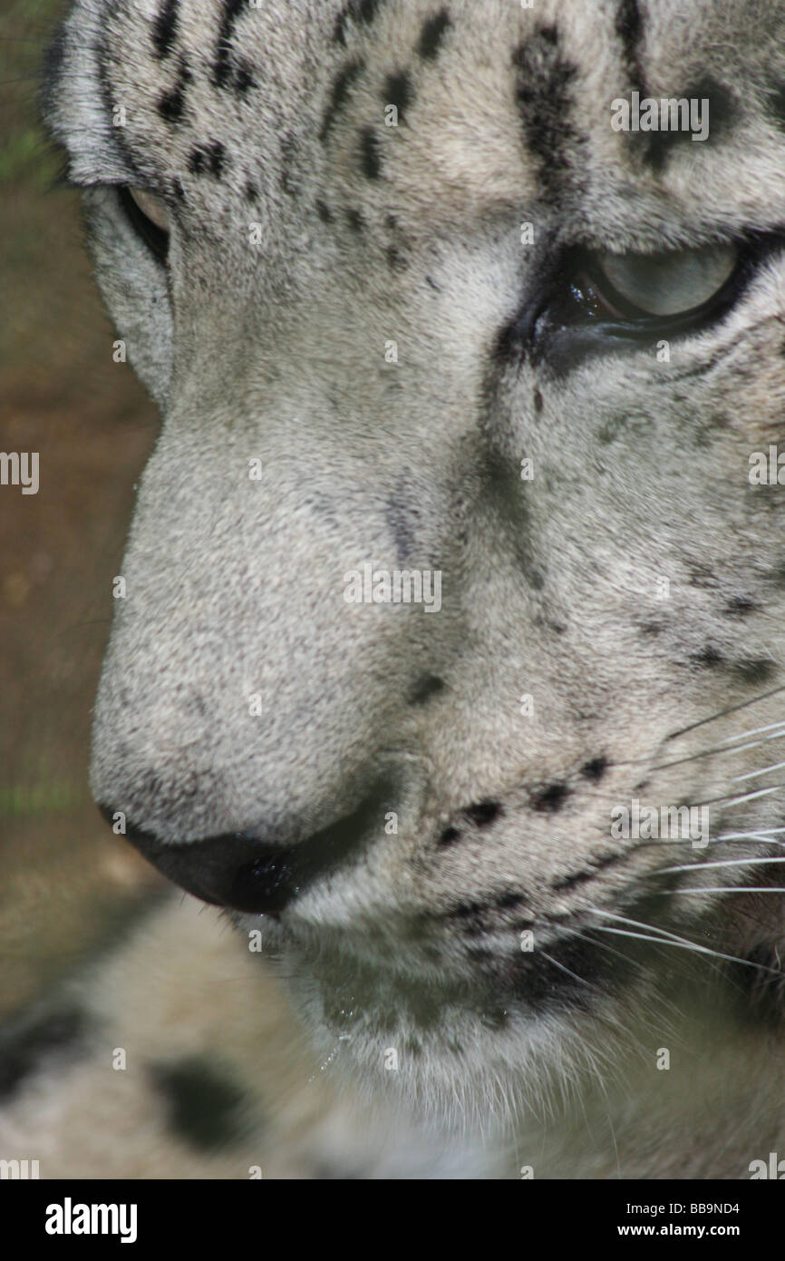 Snow Leopard, India Stock Photo - Alamy