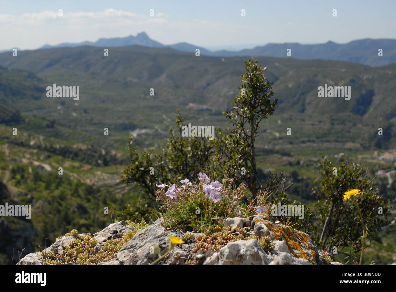 view with wildflowers on Sierra de la Forada to Vall de Gallinera, Alicante Province, Comunidad Valenciana, Spain Stock Photo